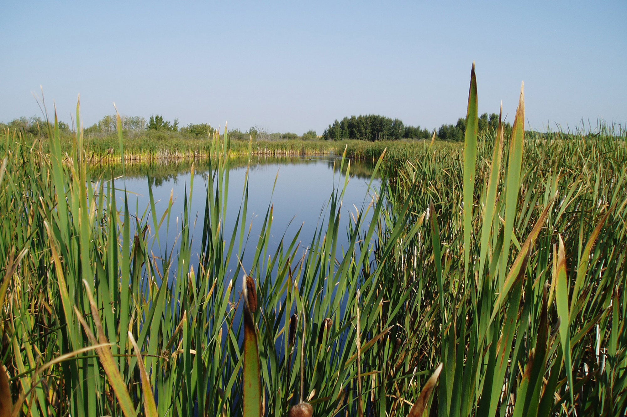 partners - wetland