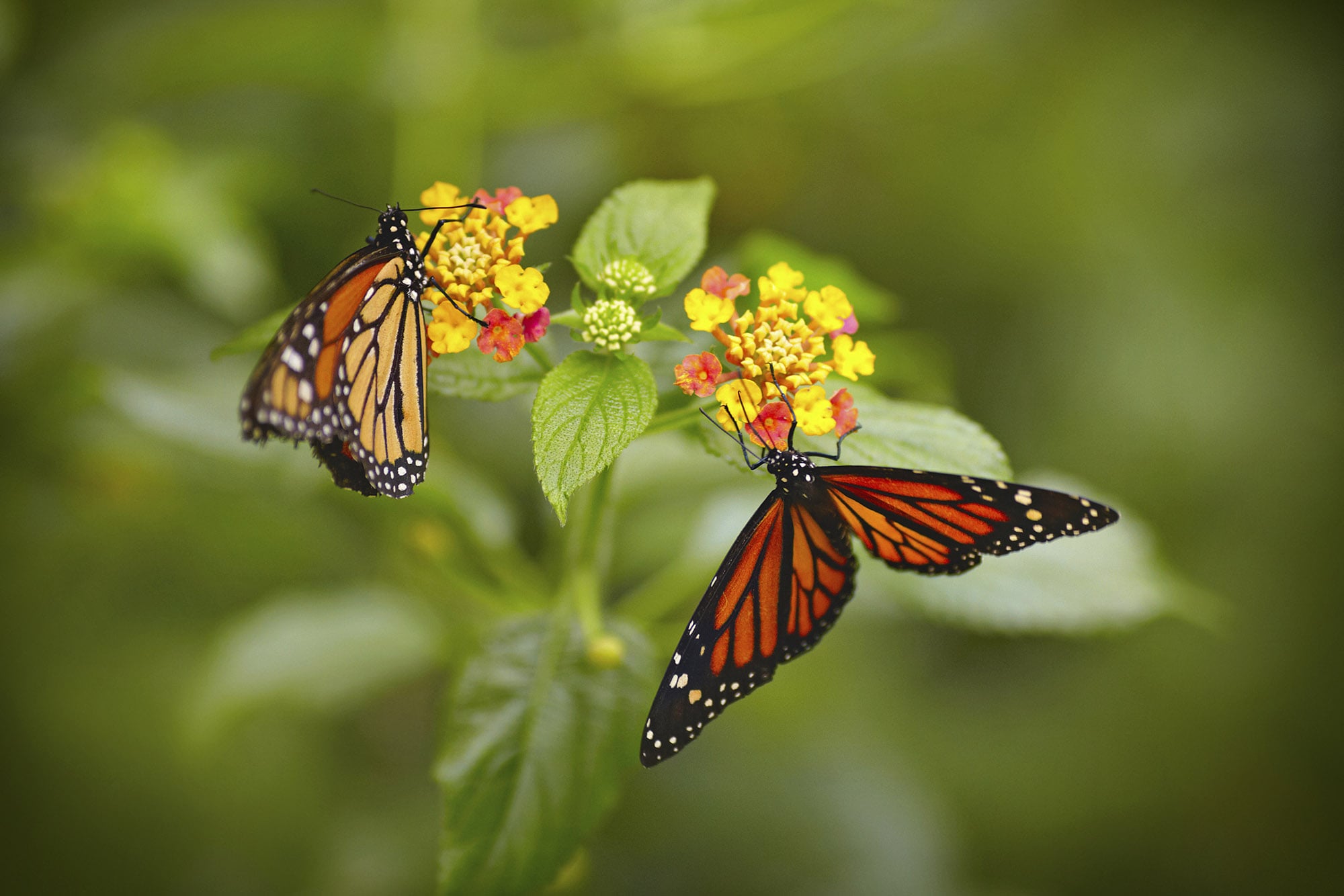 News: monarch butterflies on a flower